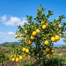 신진농장 | 제주 레몬 디톡스 후기: 우주소녀 다영 12kg 감량 비결과 '나는 제주다' 내돈내산 꿀팁