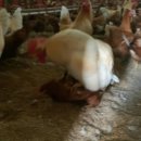 참사랑농장 이미지