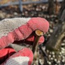 [블루베리키우기 A to Z] 블루베리 비료주기 이미지