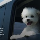 펫미업 이미지