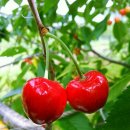 경주 체리 이미지