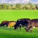 녹색동물약국 이미지