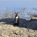 늑대와 여우 이미지