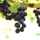 대가포도농원 이미지