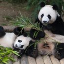 “푸바오 중국 반환 협상 <b>다음</b> 달부터 시작”(중국매체발)