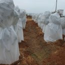 올리브원 이미지