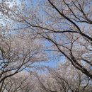 황산 | 양산 황산공원 벚꽃놀이 후기 / 실시간 개화 상황 🌸