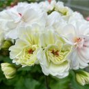 베베앙드레 이미지