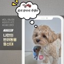 선명디앤피 | 20cm 소형 사이즈 반려동물 미니 등신대 굿즈 후기