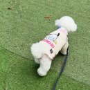 강아지나라 | 파주 애견카페 추천｜파주팜랜드 강아지나라 후기, 파주 애견운동장 솔직후기
