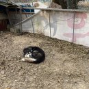 쓰담쓰담해줄개 이미지