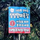 천원목장 | 남해가볼만한곳 남해상상양떼목장편백숲에 다녀온 방문 후기