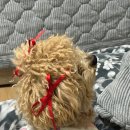 꿀강아지 테리하우스 이미지