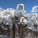 태백산 상고대(2024.1.27)3부. 이미지