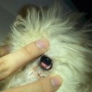 돌봄동물메디컬클리닉 이미지