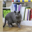 일리그루밍 이미지