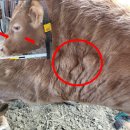 주간농사정보 제 46호 (2025.11.24.~11.30.) 이미지