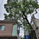 공룡시장 이미지