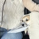 에버그린 펫 클리닉 이미지