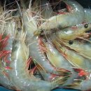 새우의 종류와 [shrimp]의 효능 이미지