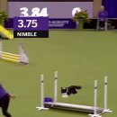 나의 댕댕이 이미지