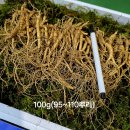 9년근 짱아찌용 올려드립니다100g(95~110뿌리)/200g(185~210뿌리) 이미지
