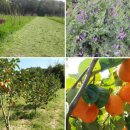 청전농장 이미지