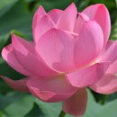 시흥 연꽃태마파크 수련-2 이미지