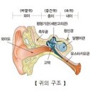 어지럼증에 좋은 약재 이미지