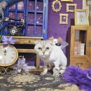 은밀하개위대하개 이미지