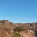 박씨네소나무