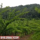 동머리농장 이미지