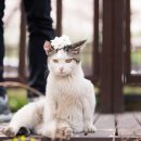 꽃냥이네 이미지