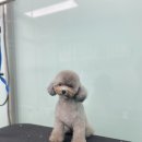 비숑다움 이미지