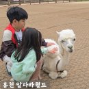 인형나라 | 춘천 알파카월드 할인 식당 인형 후기