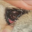 장호원동물병원 이미지