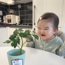 엉금엉금반 지안이의 방울토마토 모종심기🍅 이미지