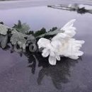 평안드림상조 이미지