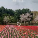 문암 | 문암생태공원 튤립축제 후기🌷⚘️