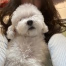 두젠틀 | 강남 애견카페 : 깔끔한 강남역 애견카페 두젠틀