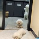 주식회사 더보리 | [경고] 쓰레기 강아지 관절영양제에 속지 마세요. 슬개골 탈구 치료비 400만 원 날린 후 깨달은 비밀