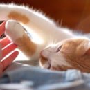 내성동물병원 이미지