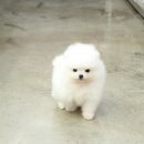 야옹아멍멍해봐강아지고양이충남