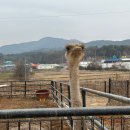 스타농장 이미지