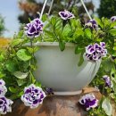 원종한일 이미지