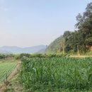 흥농종묘대리점 이미지