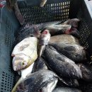 신진좌대 이미지