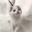 개청순한고양이 이미지