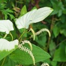 삼백초 이미지