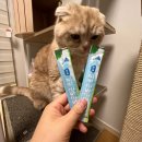 호두 펫푸드 이미지